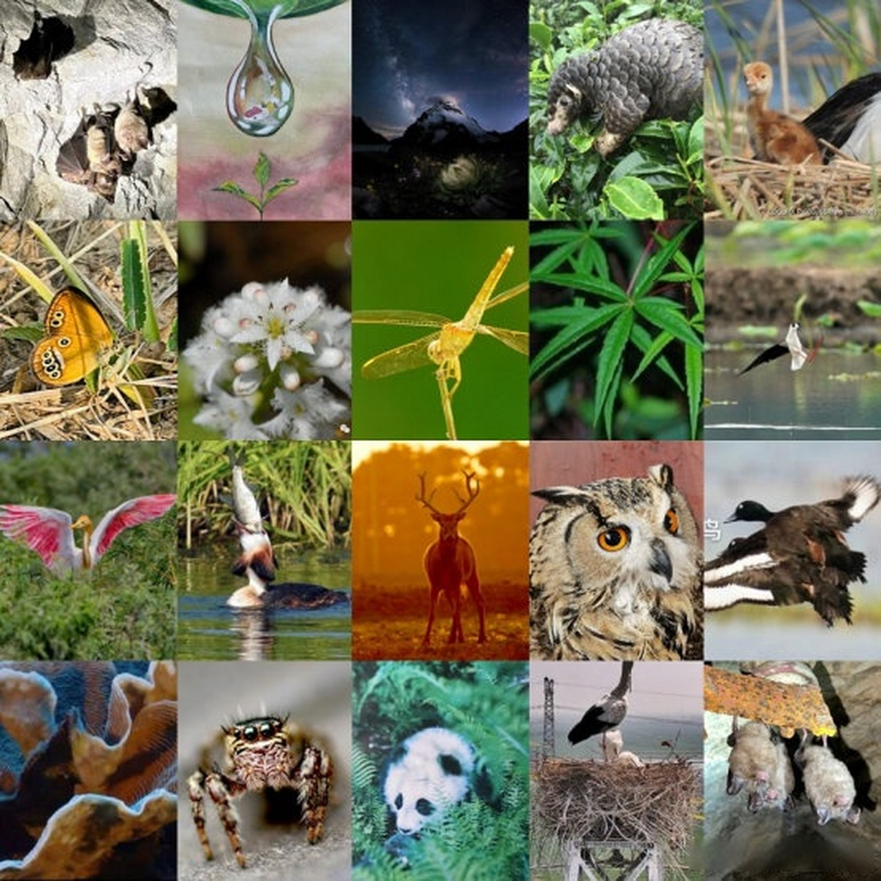 中国生物多样性保护与绿色发展基金会