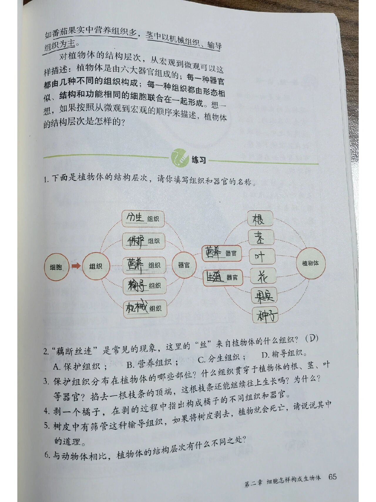 人教生物七上 植物体的结构层次