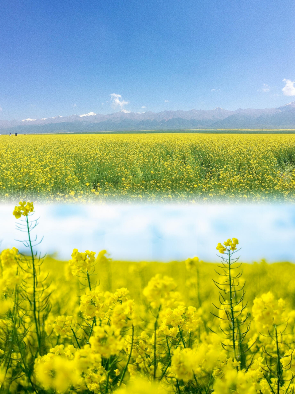 国内最美的油菜花全在这里了�你去过几个?