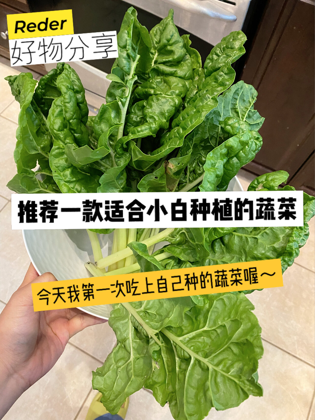 君达菜功效图片