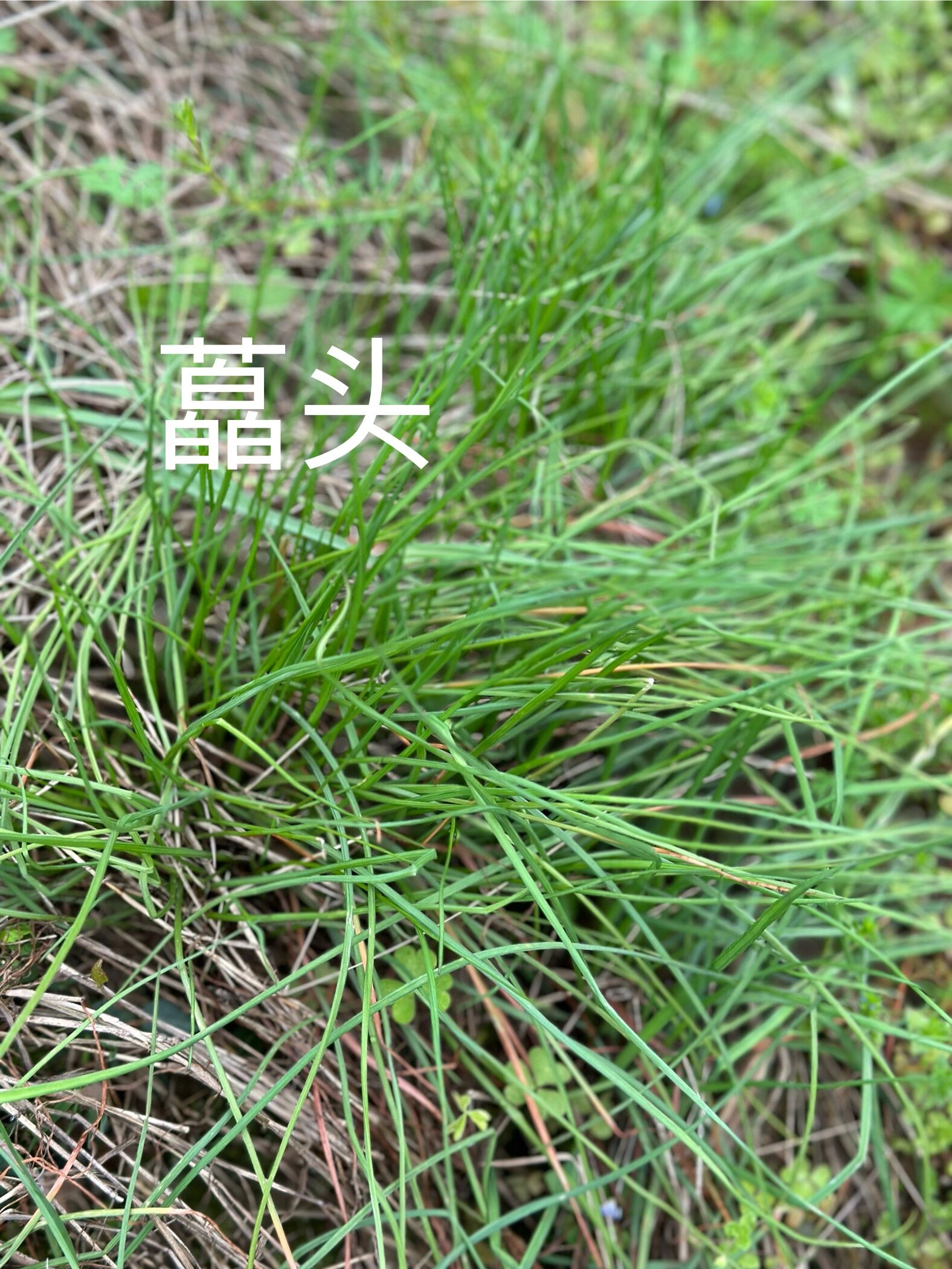 1s区分 藠头&野葱 藠头的根是随型 野葱的根是圆形