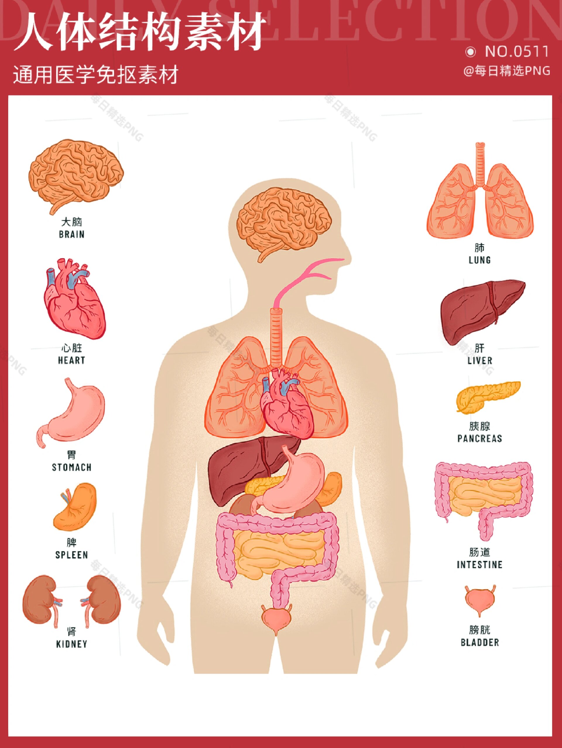 科学生物卡通手绘人体器官图解免抠png素材
