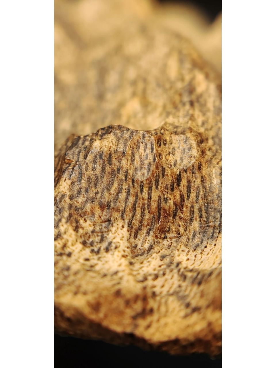 顶级沉香-海南黄腊油格 海南沉香中有一种香叫黄油格,由几十年甚至