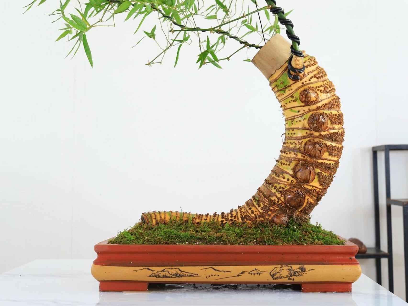 95簕竹|种植的更美丽的方法98 簕竹是一种生命