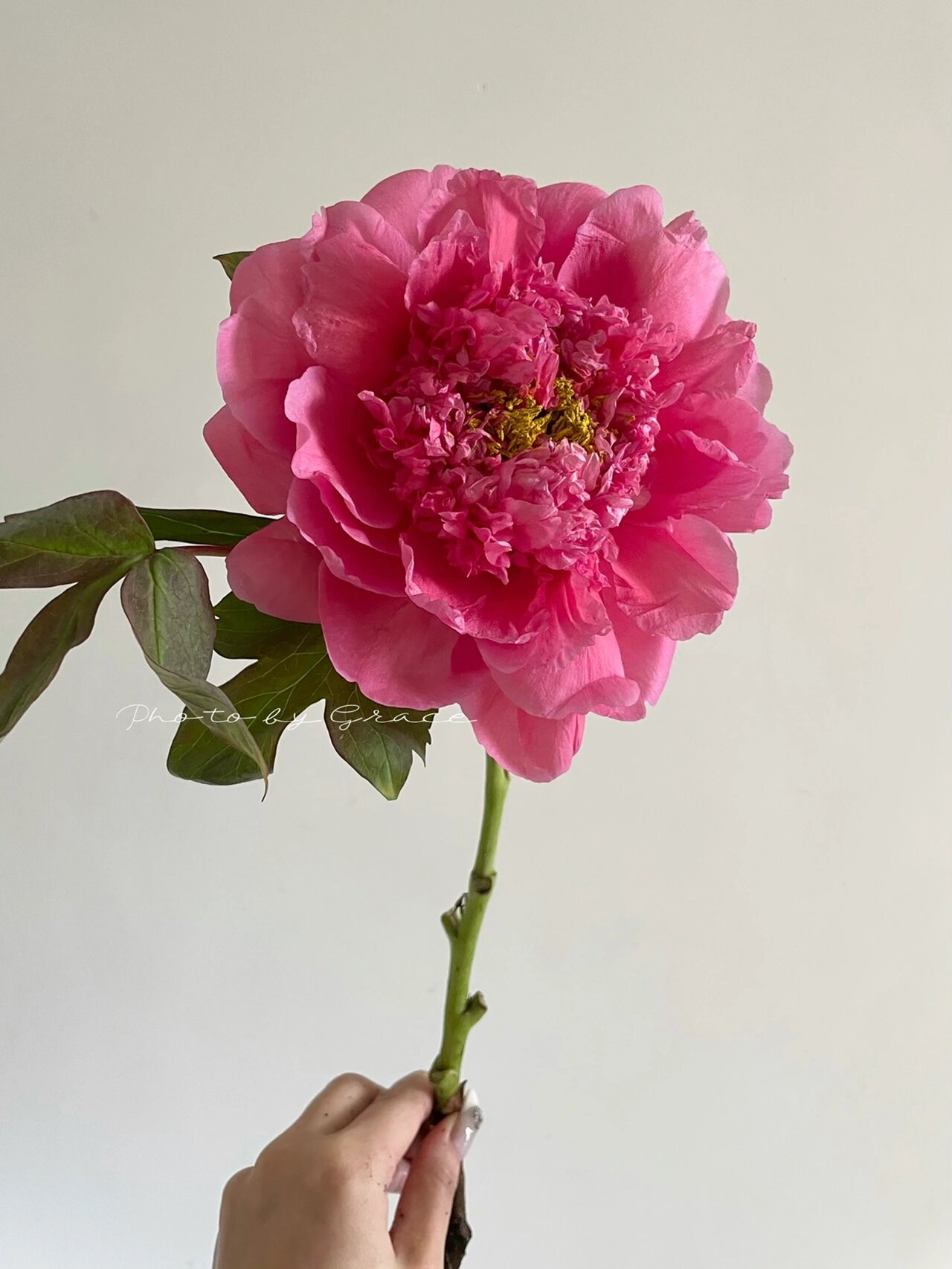 国产牡丹|大胡红