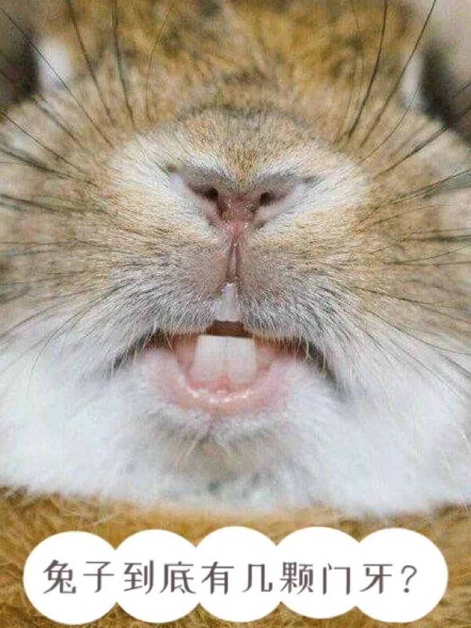 动画片里看到的卡通兔子,标志性的特征就是两颗大门牙.