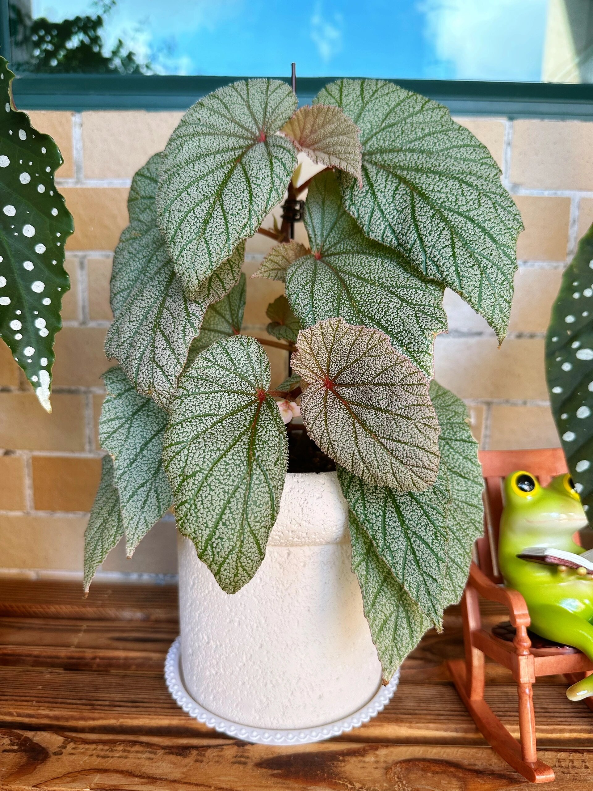 辛巴达秋海棠～ 辛巴达用三个月的时间就长成了小树