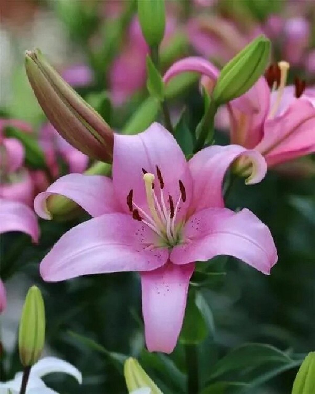 当初我的衬衫和羊绒披肩不小心沾上了大量的百合花粉,我查了互联网