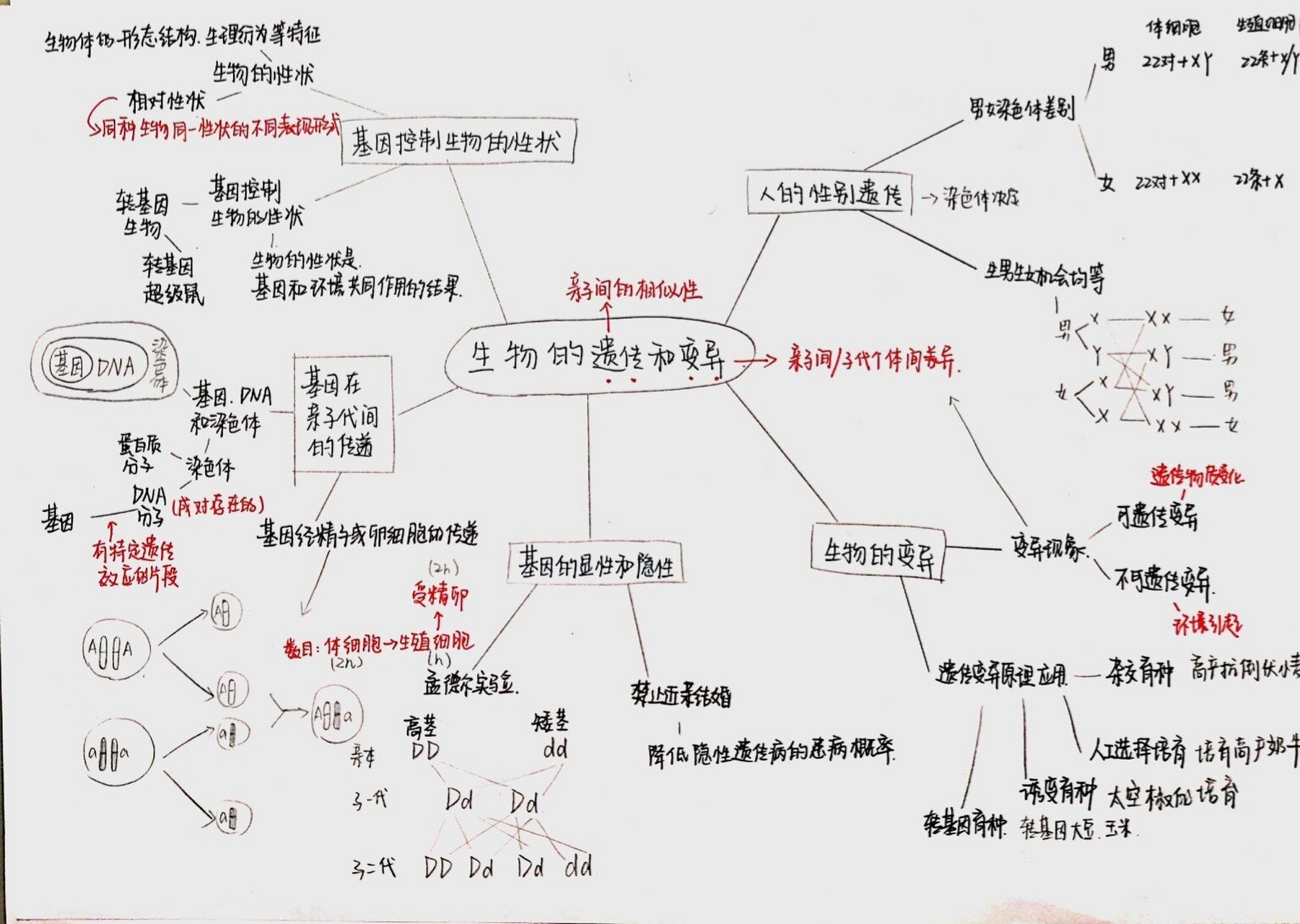 初中生物知识思维导图第一弹 生物圈中的人 生物的遗传和变异 生物第