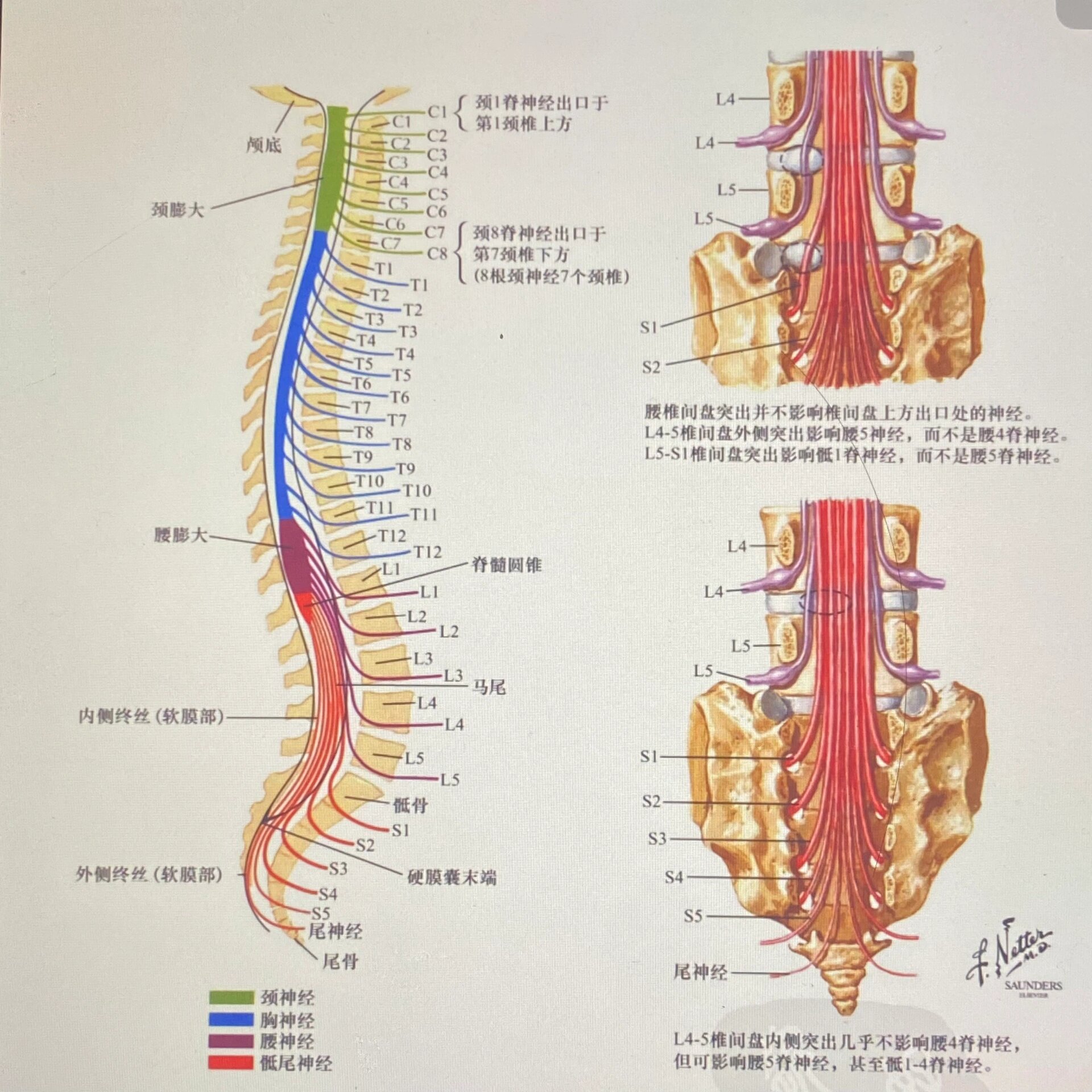 脊髓节段平面图片