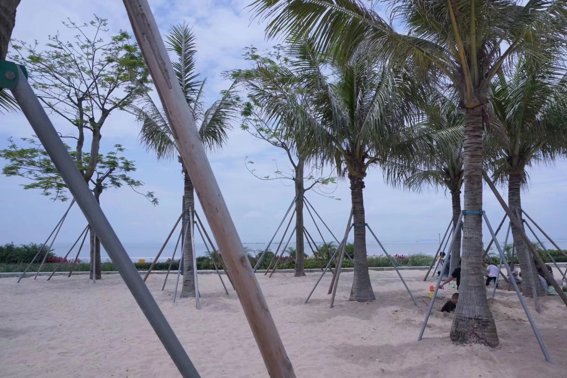 东莞长安滨海公园 周末游玩好去处 有一整片海  还有很多好看的花 在