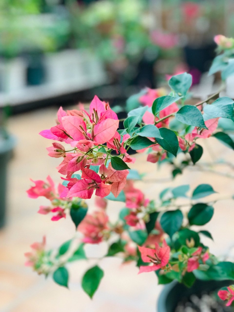 布里扎三角梅 一个很特别的名字,花儿也很漂亮