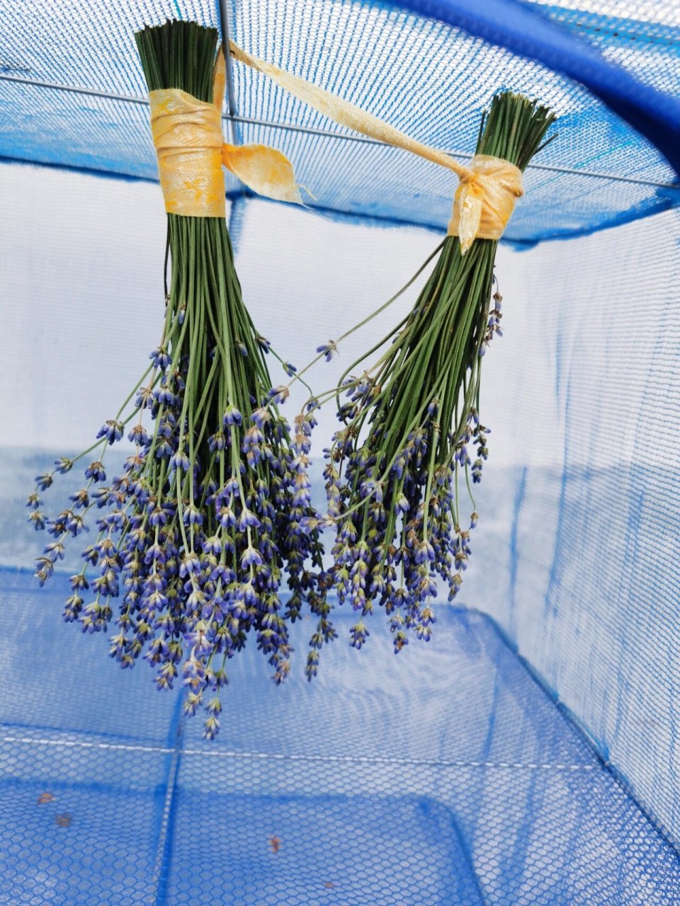 薰衣草:终于种成功了,一年开2次94  池塘下的法国蓝薰衣草可以收割