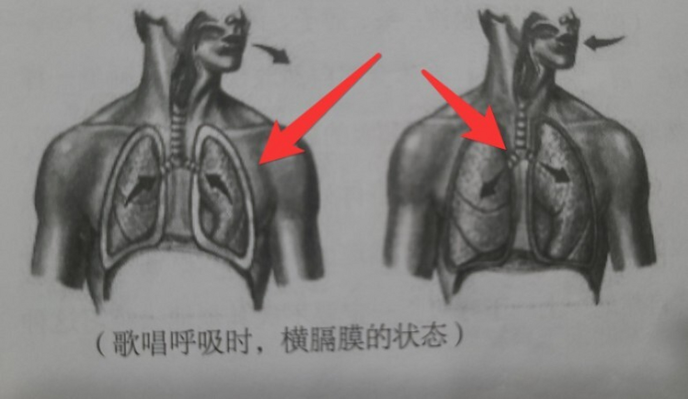 横膈膜唱歌图片