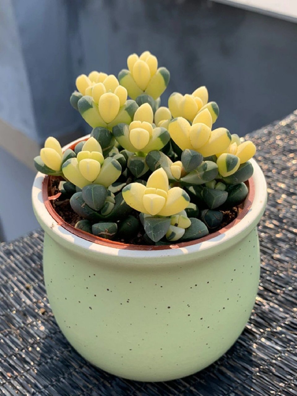 知识分享‖多肉金玉满堂 多肉金玉满堂也就是金枝玉叶91,十壤用园土