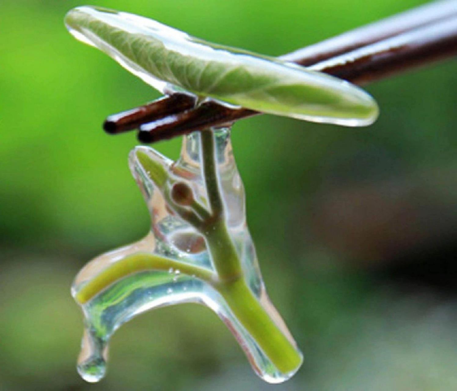 莼菜,天然野生蔬菜 有一种神奇的绿叶菜,包裹着一层布丁,吸入嘴中滑溜