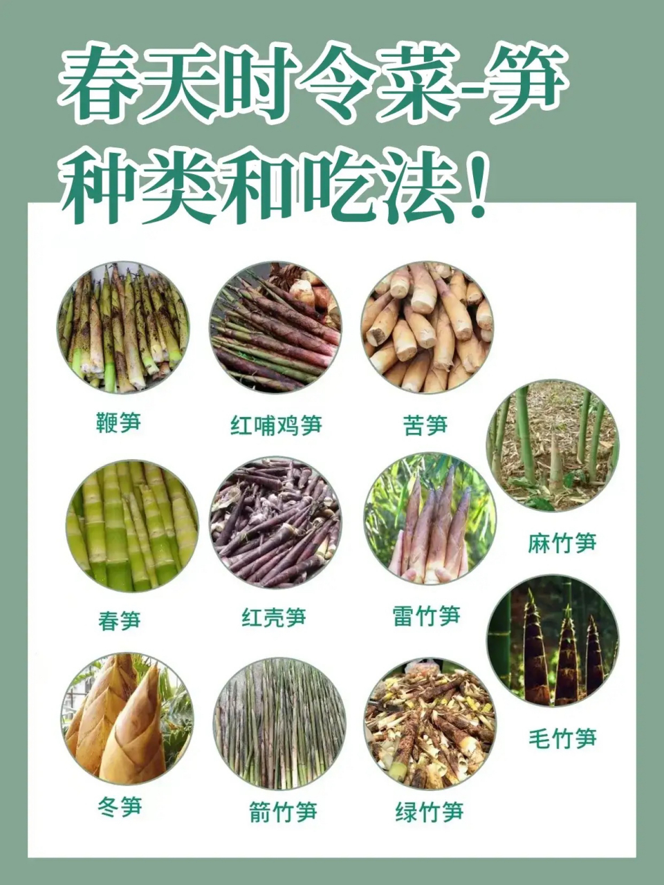 笋是竹子初从土里长出的嫩芽,味鲜美,可以做菜 竹笋是竹的幼芽