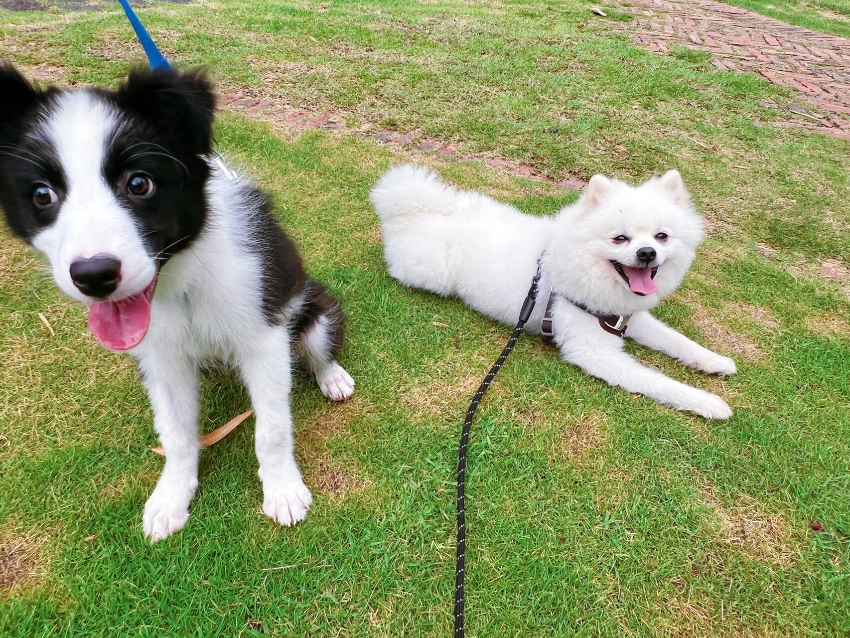 体型看起来和我的3岁博美一样大 是什么原因导致的?