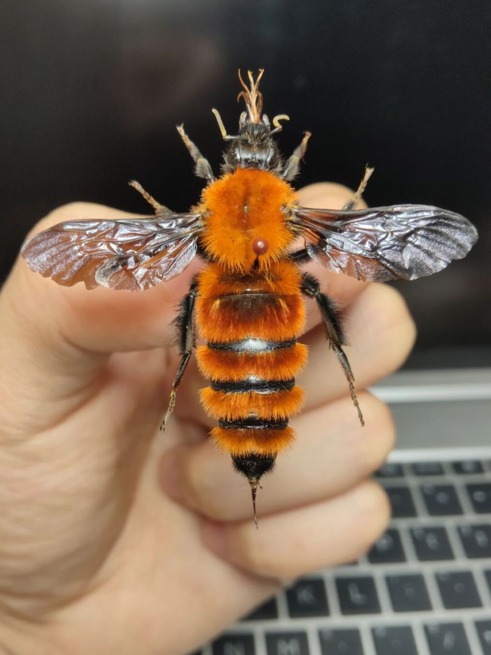 胖子蜂——黑足熊蜂 在19实际60-80年代调查表明黑足熊蜂在南岭地带