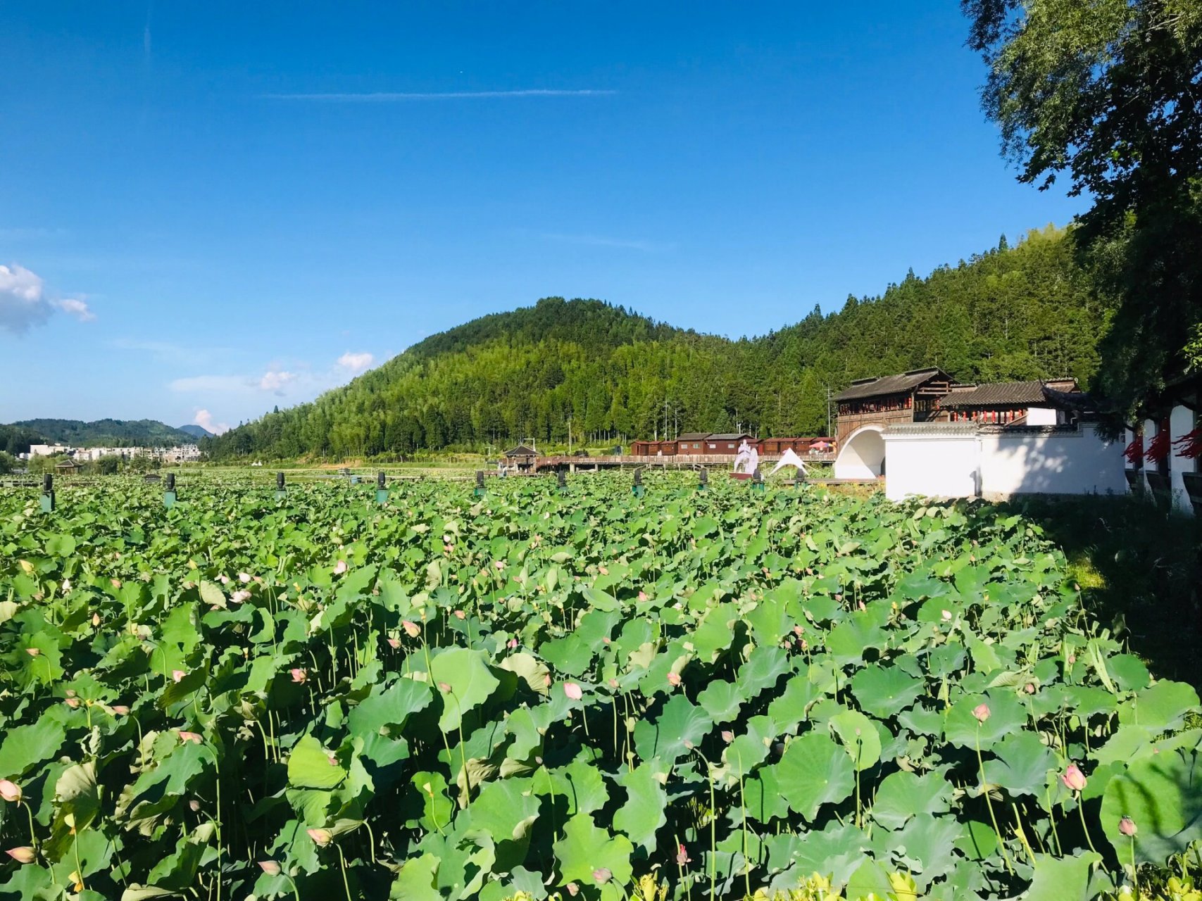 鲤鱼溪简介图片