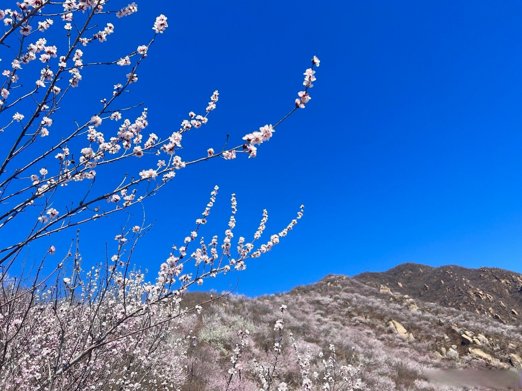 海棠山花烂漫时图片