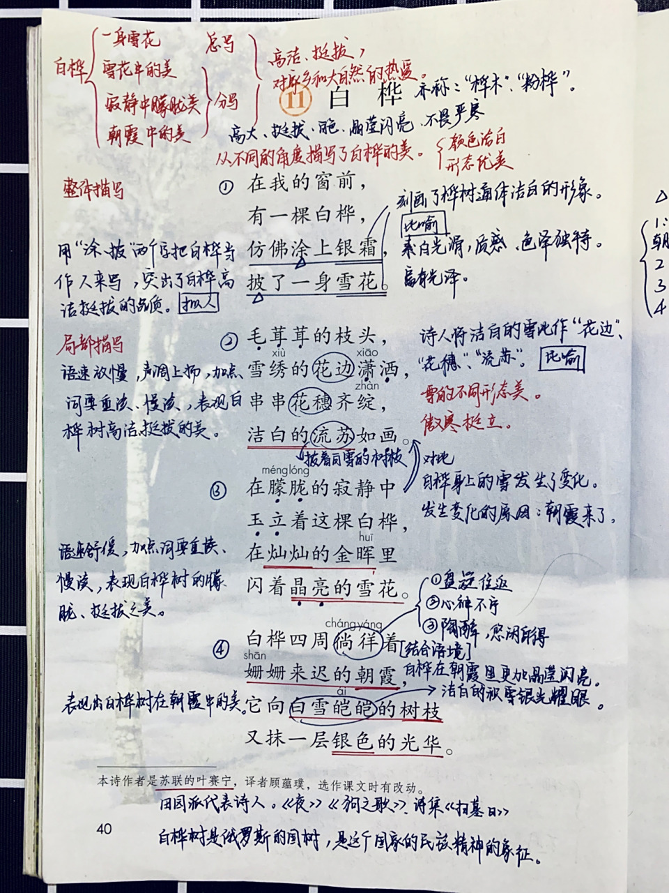部编版四年级下册语文 第十一课 白桦 笔记 四年级下册语文 第三单元