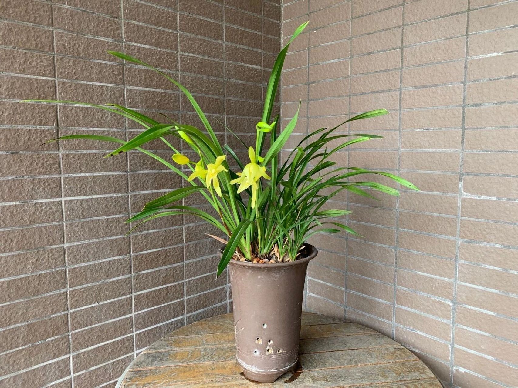 2021年8月黄金小神童兰花开花了