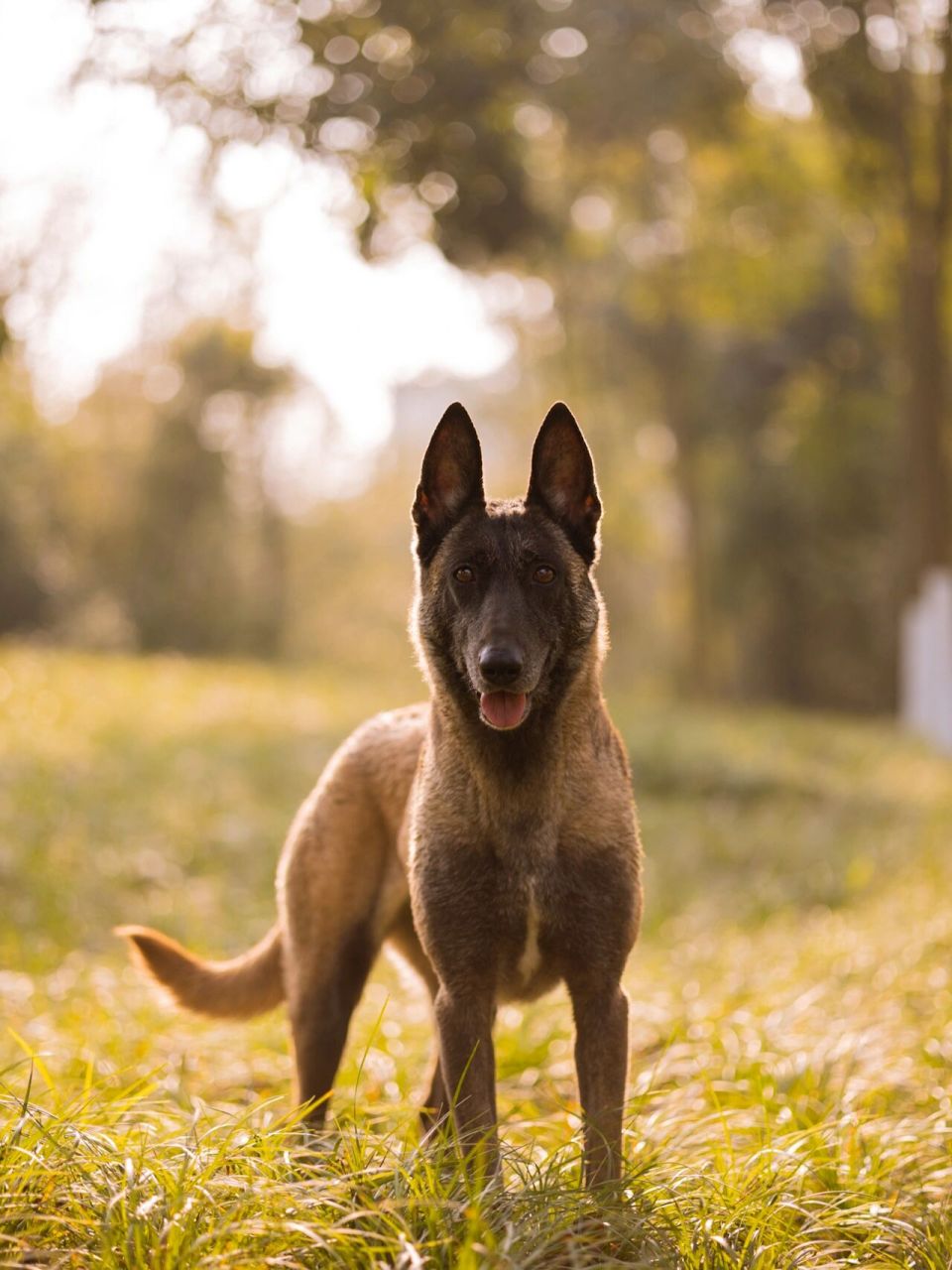 0 不得不说r6的眼控对焦,拍动物简直太好用了.