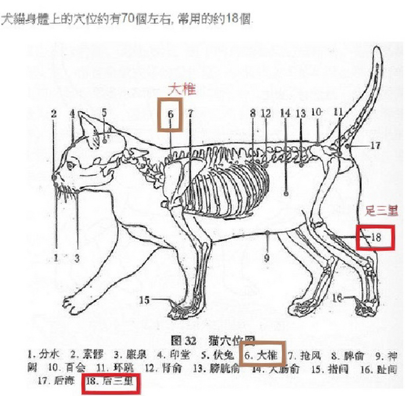 猫穴位图和肾脏位置图 找到一张详细版的18个穴位常用图,之前的没有肾
