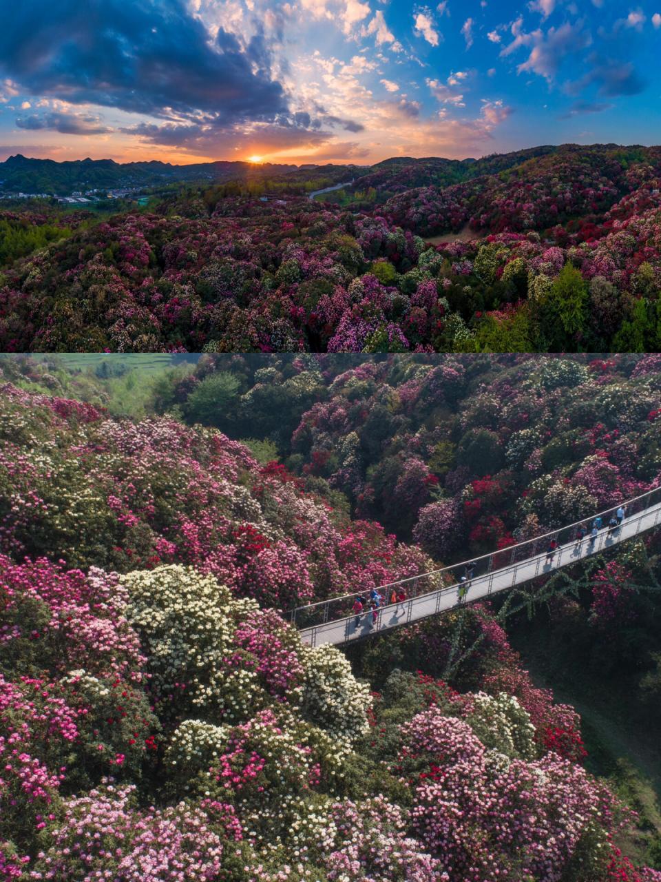 百里杜鹃位于贵州省西北部,贵州省毕节市大方县,黔西县交界处,是裙