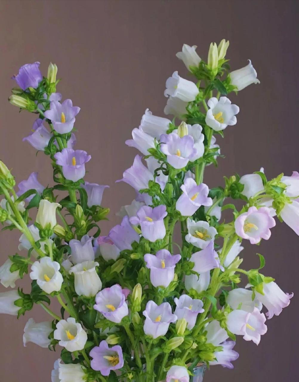 风铃花的寓意和花语 风铃花寓意感谢,祝福.象征温柔的爱.