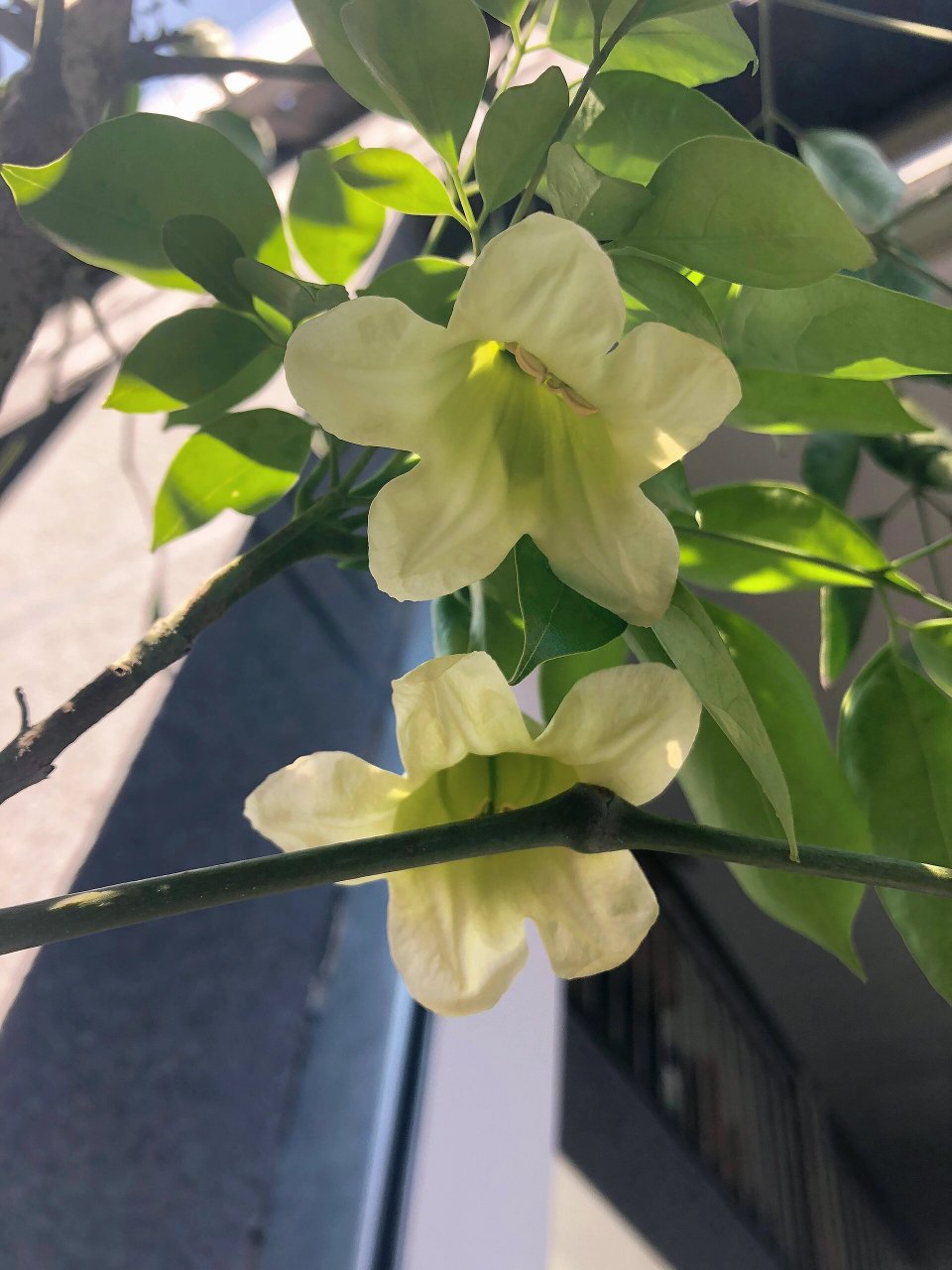 绿宝树又开花啦!