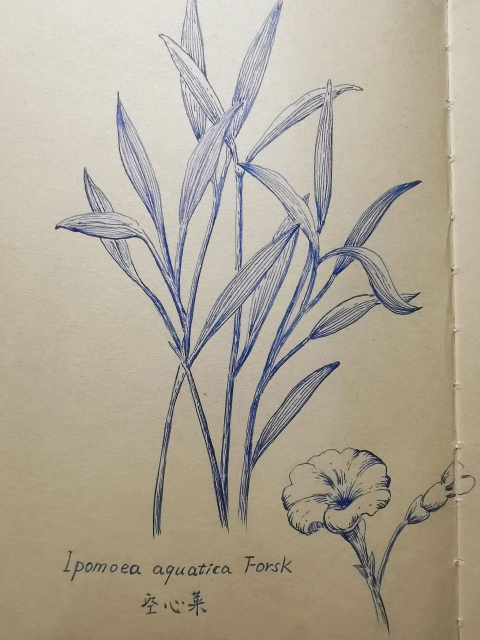 每日一画·空心菜