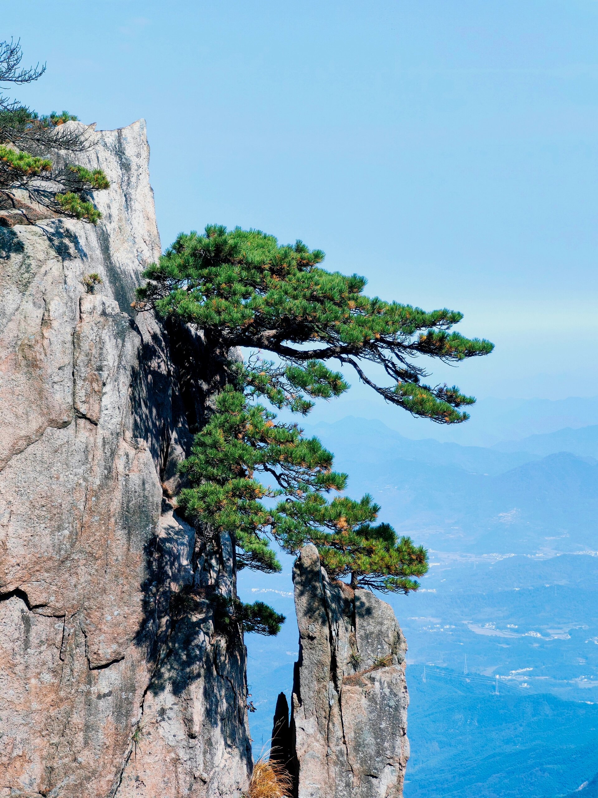 黄山松树分享