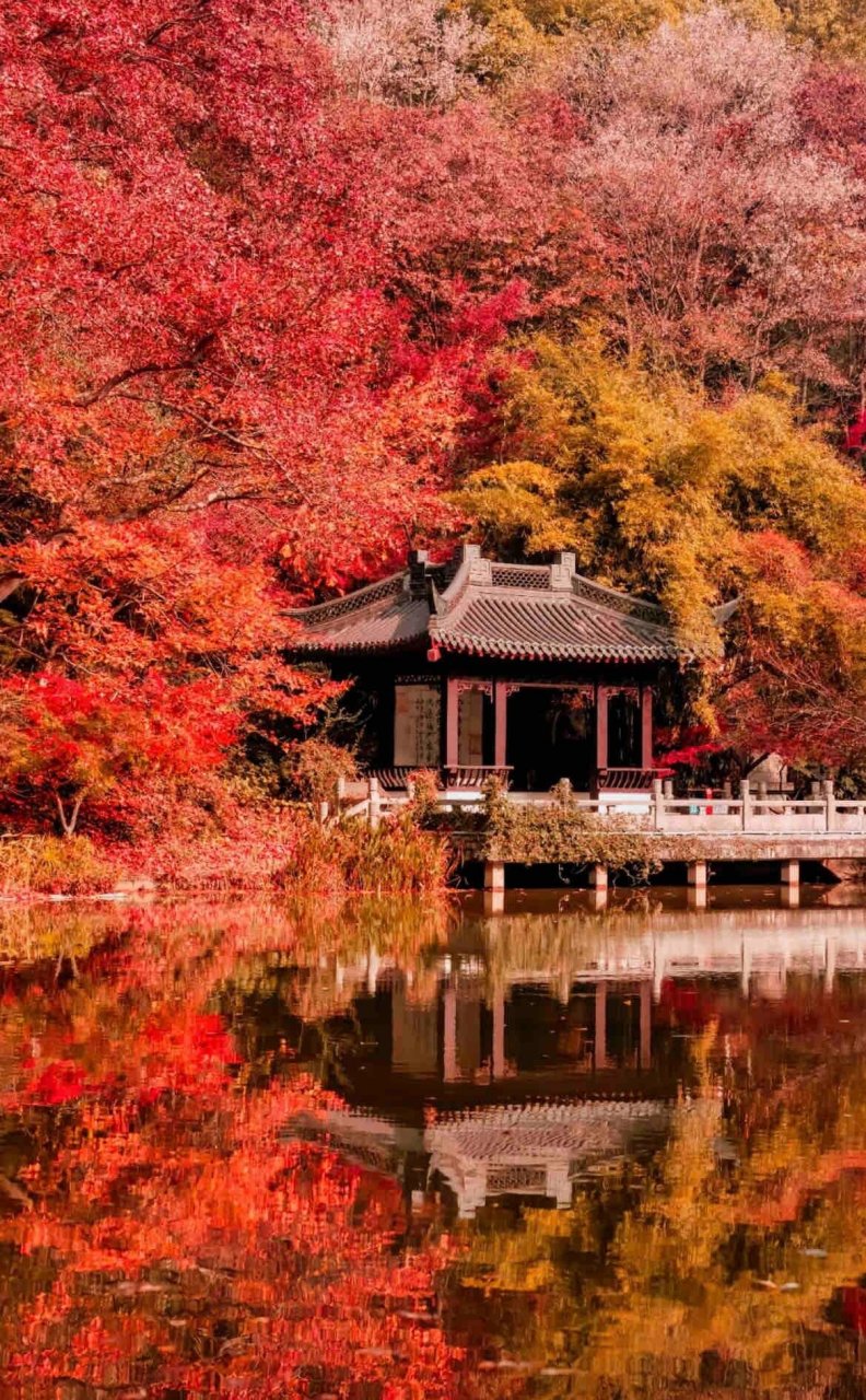 来个人说一下,南京的枫叶真这样红吗? 完全不用赏夏常在一丈红了吗?