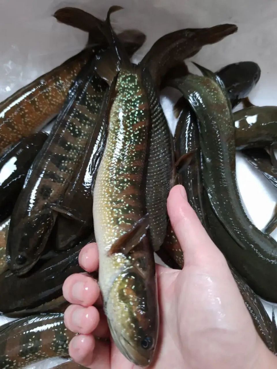 七星鱼,怎么做好吃