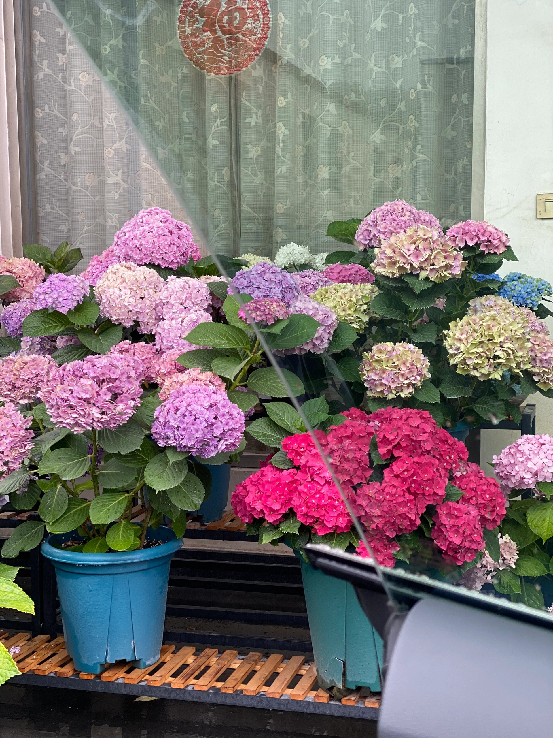 绣球红皇后 特点:植株矮,枝干硬挺,花朵圆润饱满,花色艳丽夺目,花期长