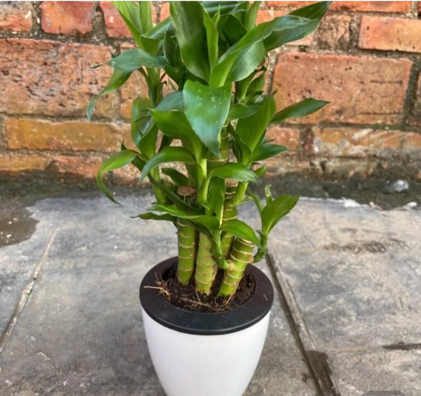 土培龙竹|不一样的小盆栽 见过的富贵竹都是养在水里的,其实也可以土