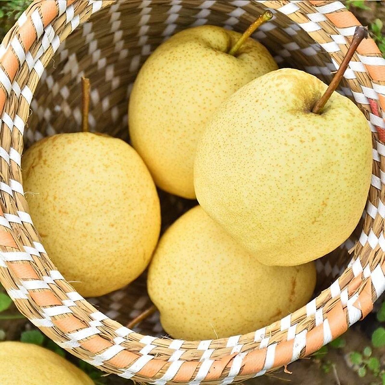 5斤装 "酥梨界的天花板"隰县酥梨是山西省临汾市隰县的特产,肉质细嫩