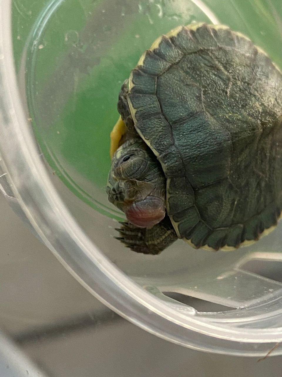 乌龟的眼睛睁不开不知道咋了 在网上买的小乌龟,拿回来的时候就成这样