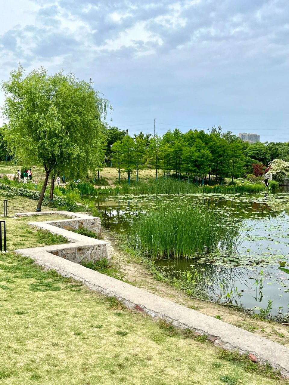 无锡小众景点,北兴塘河湿地湾  	 周末,假日,避开人从众, 北兴塘河