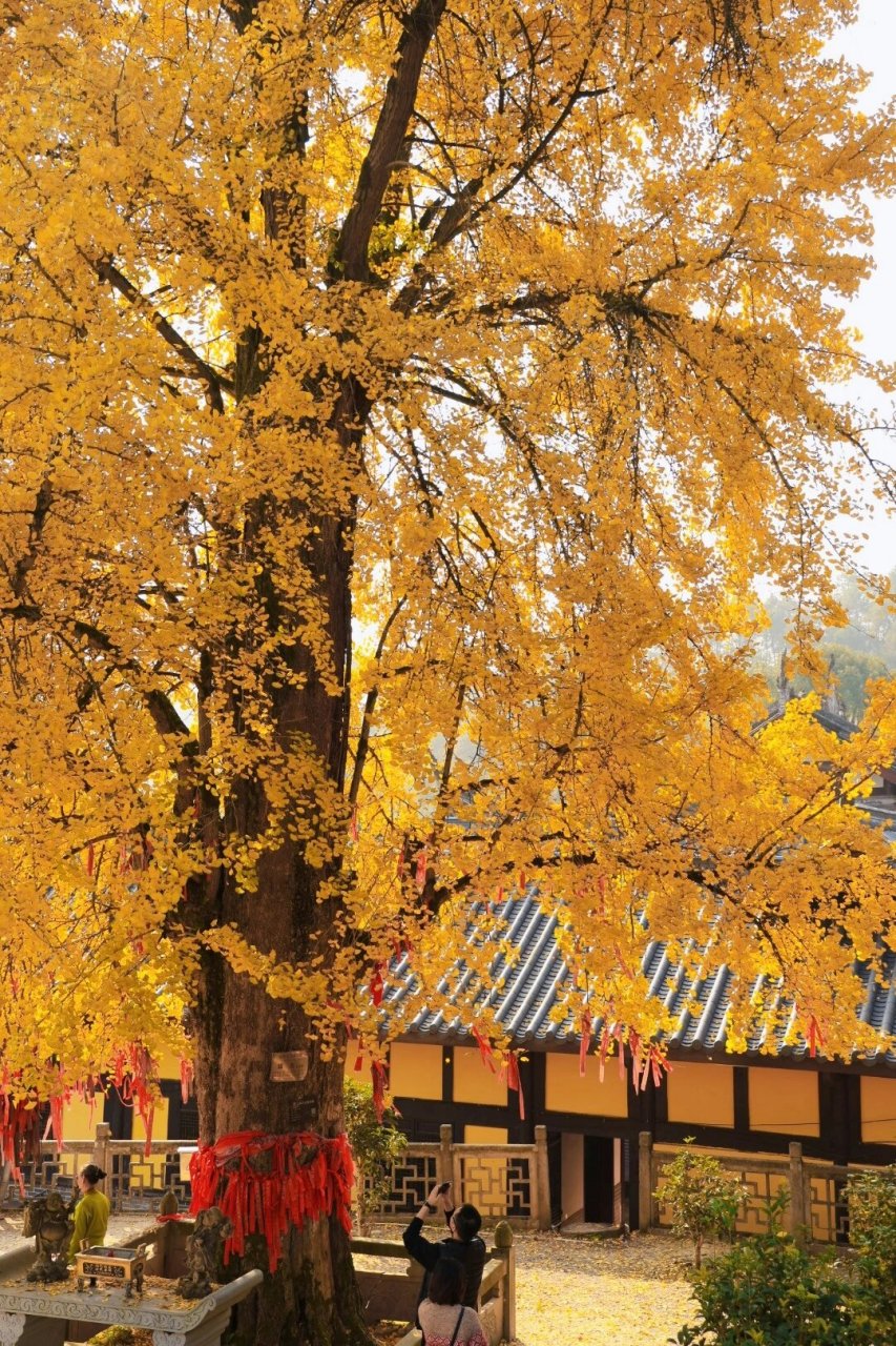 重庆天星寺的千年银杏最佳观赏期到了 重庆天星寺的千年银杏最佳观赏