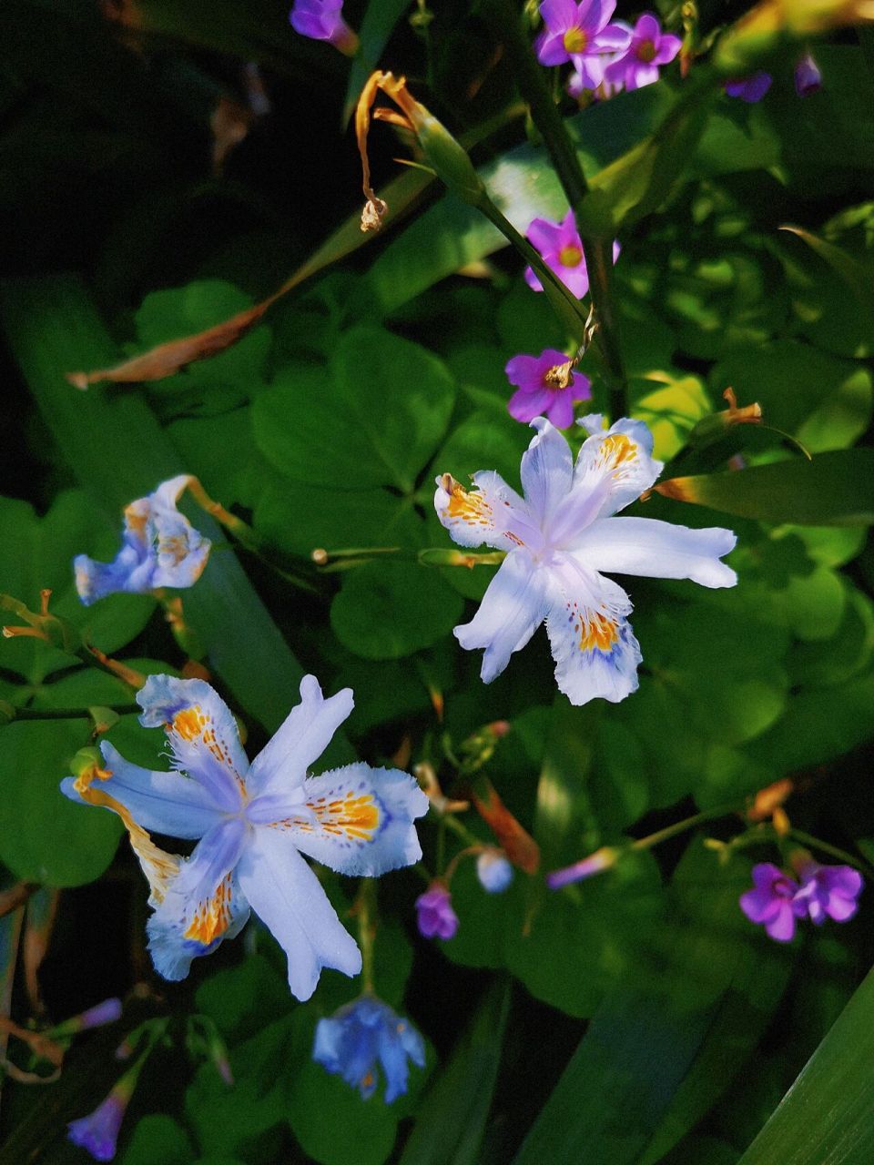 分享 蝴蝶花(学名:iris japonica thunb.