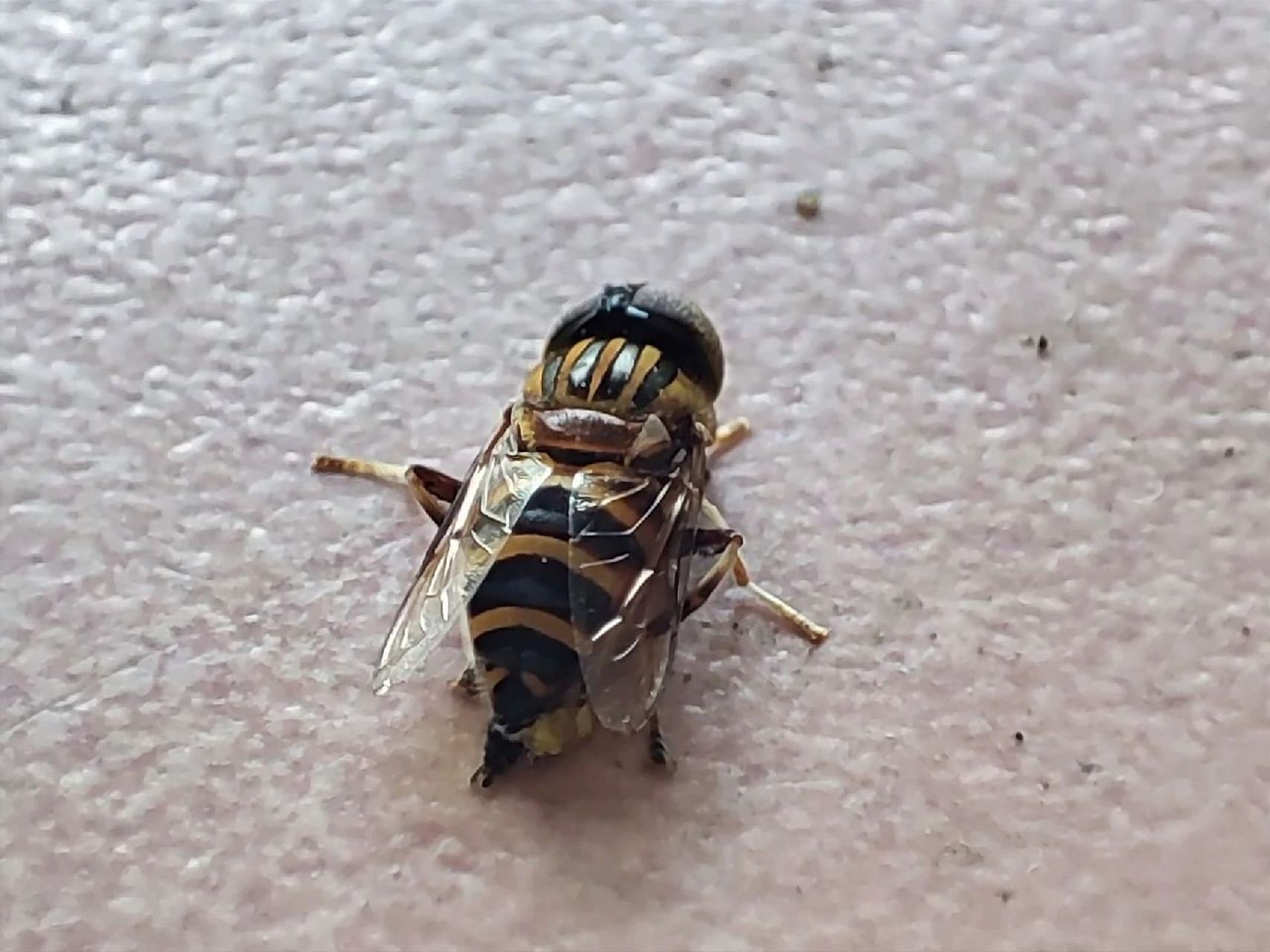 第一次见黄黑条纹的苍蝇 好像小蜜蜂 蹲在地上拍了好久,生怕它飞走了.