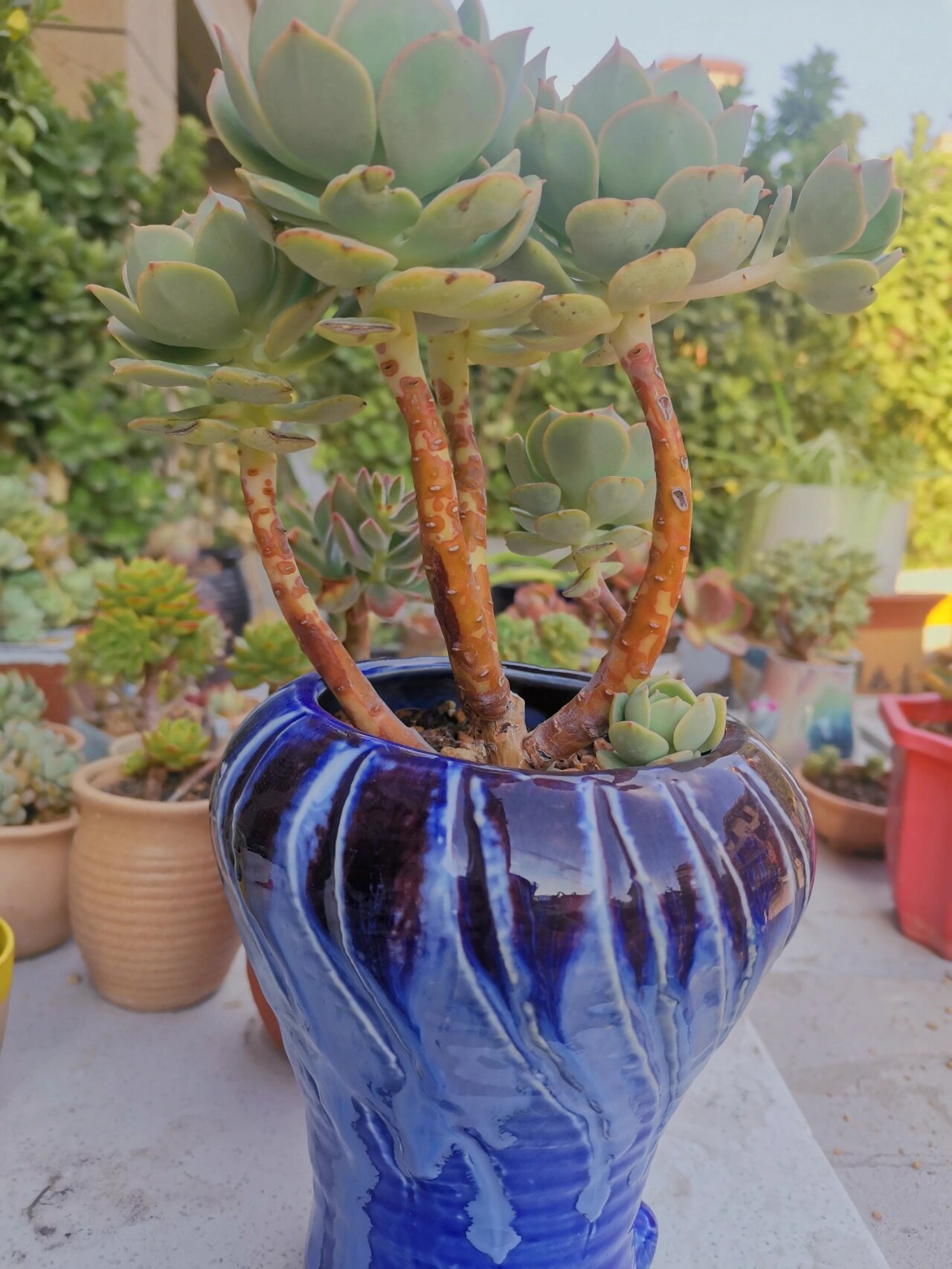 妮可莎娜这个品种真的是出状态太难了