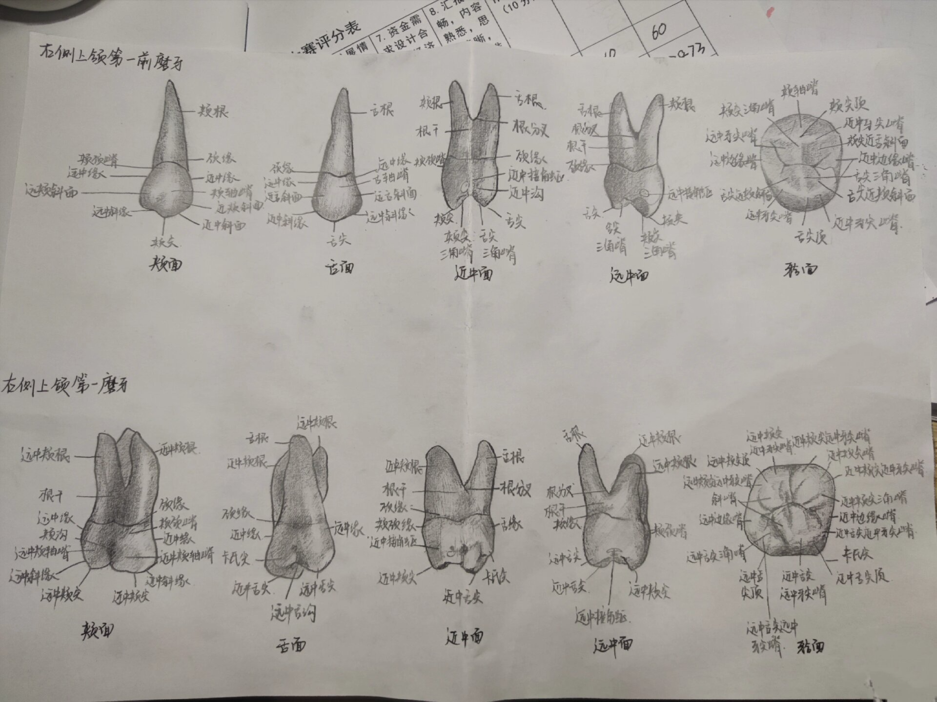 恒牙外形绘图 右上颌中切牙 右上颌尖牙 右上颌第一前磨牙 右上颌第一