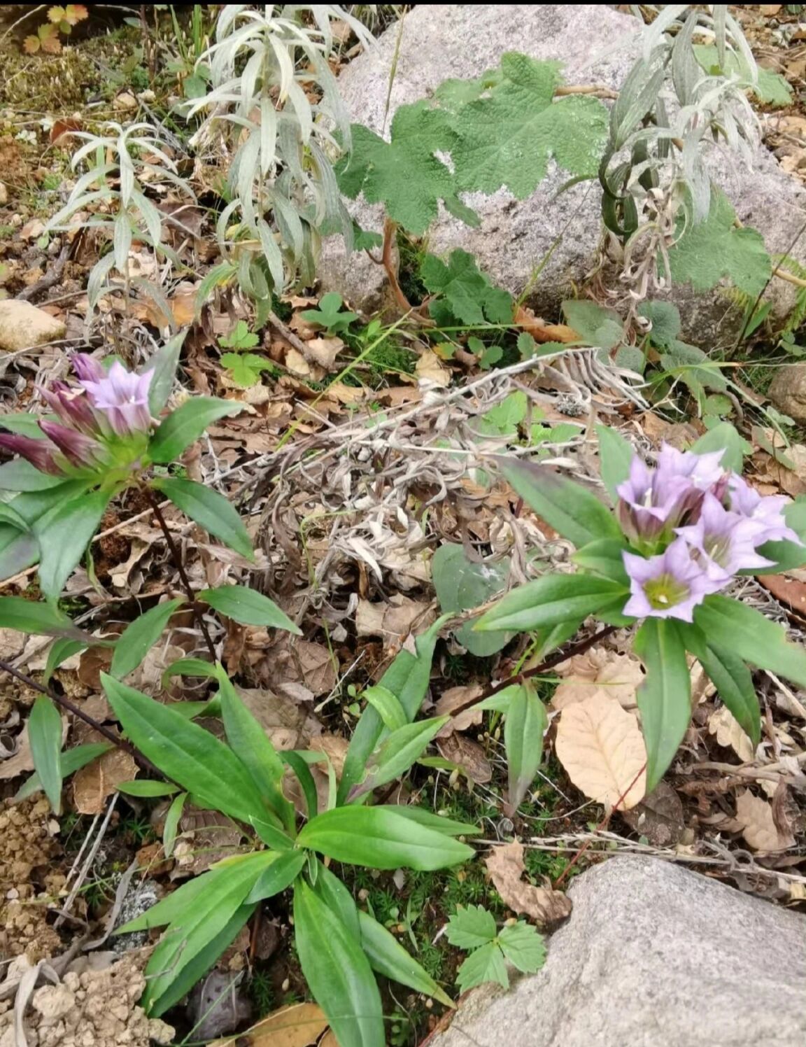 滇龙胆草 龙胆科,龙胆属,滇龙胆草 拍于川西南 这么大,长得不太一样