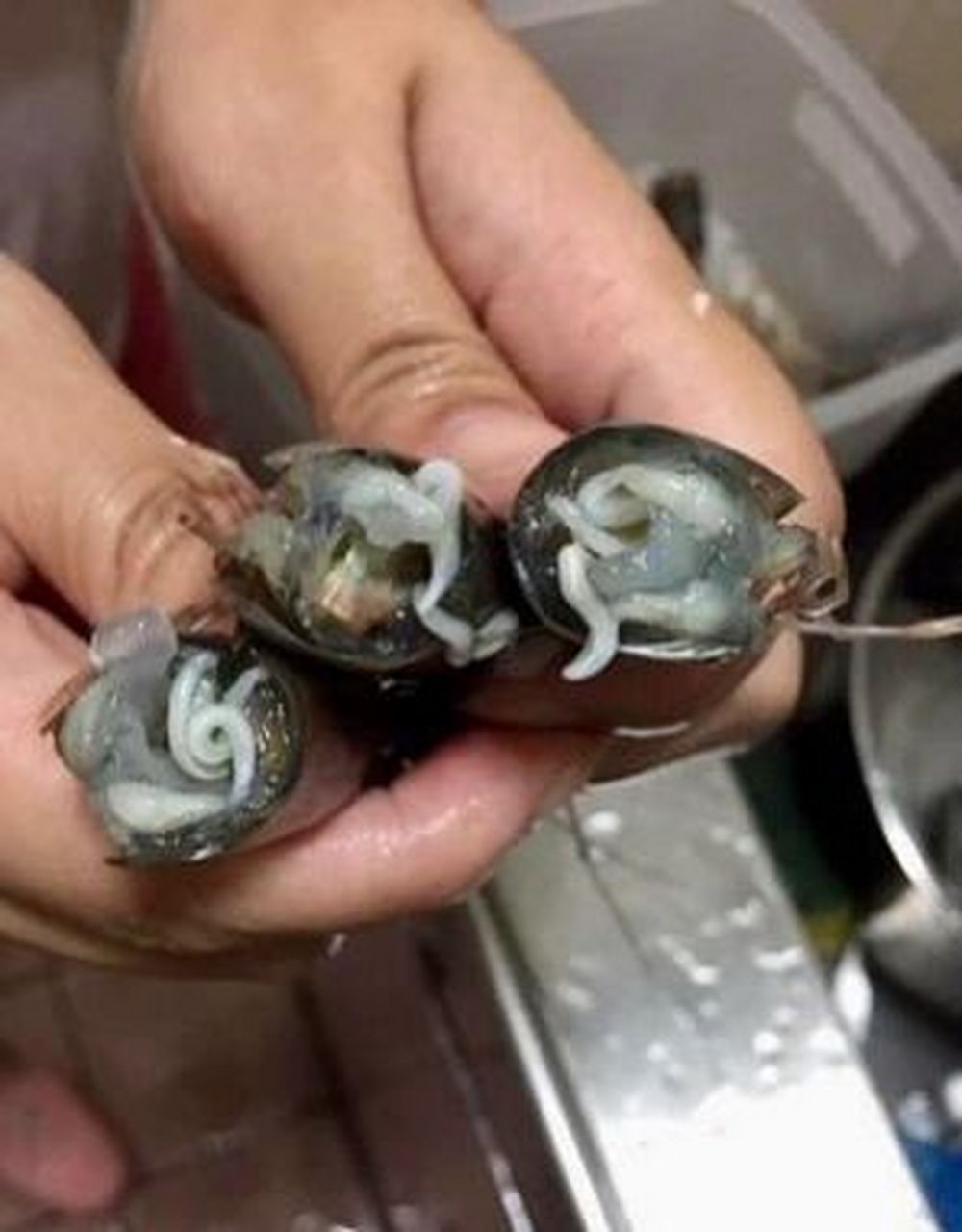 虾头里的白色长条是寄生虫?