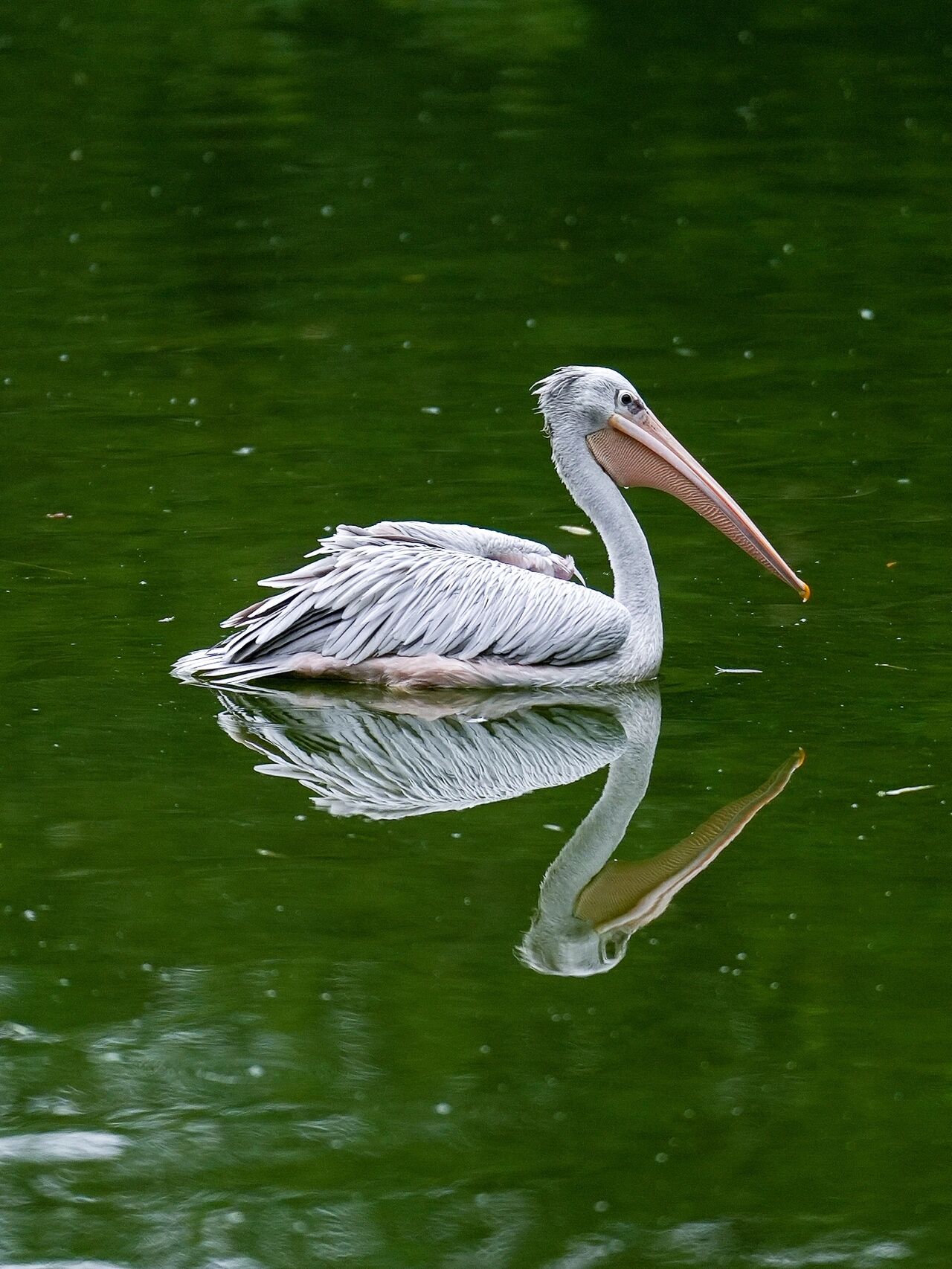 鸟类图鉴 | 鹈鹕