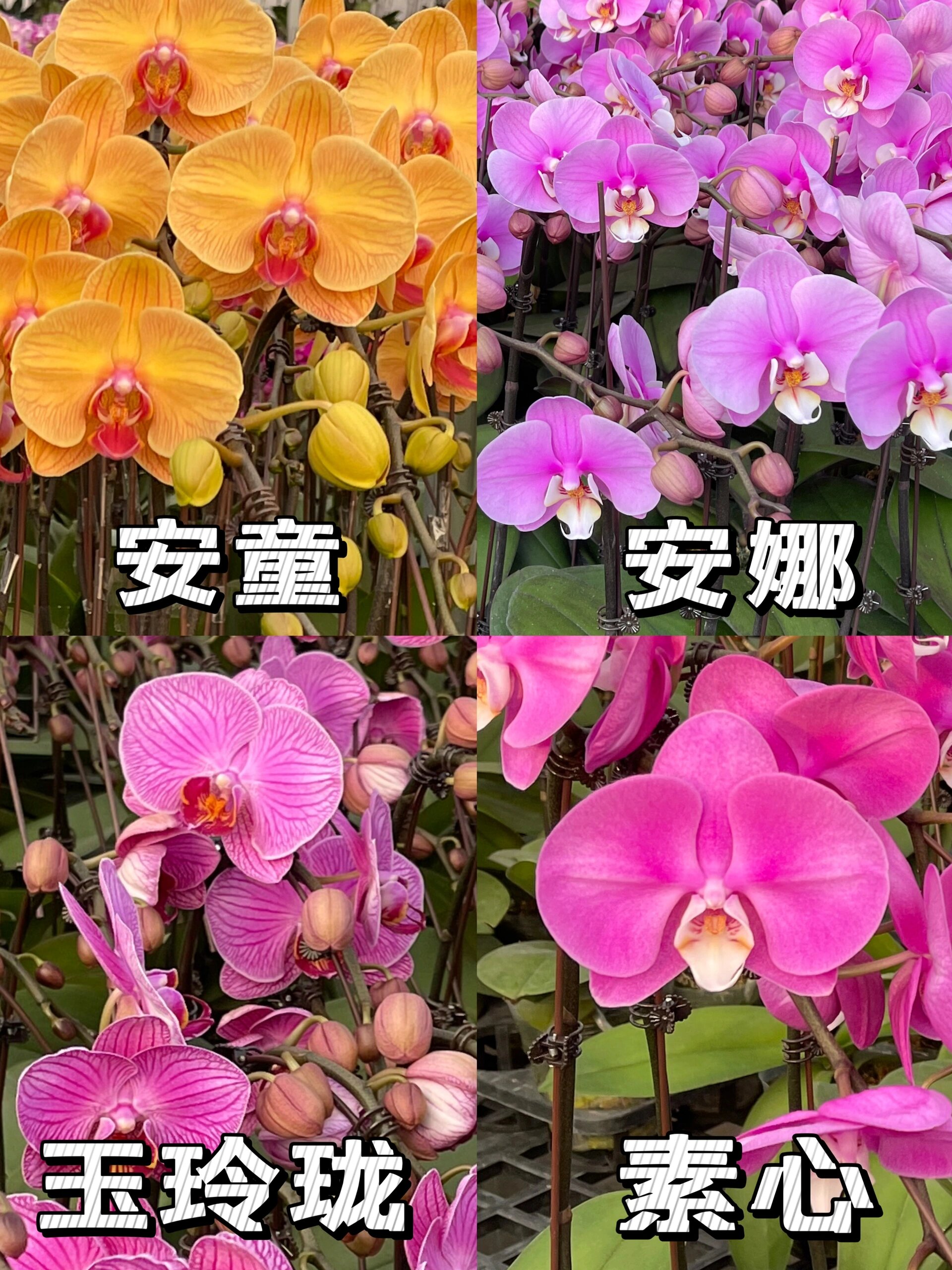 蝴蝶兰大花型品种介绍